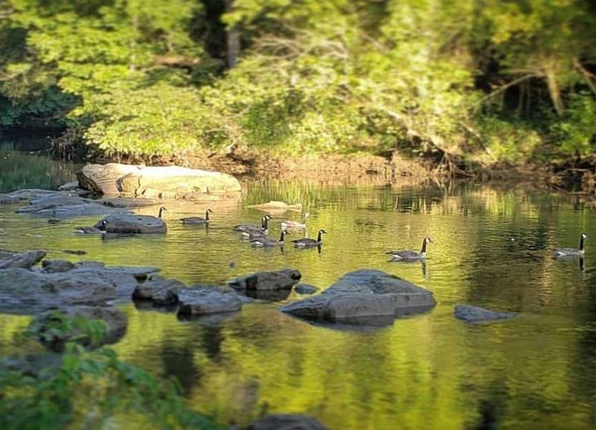 geese in a river